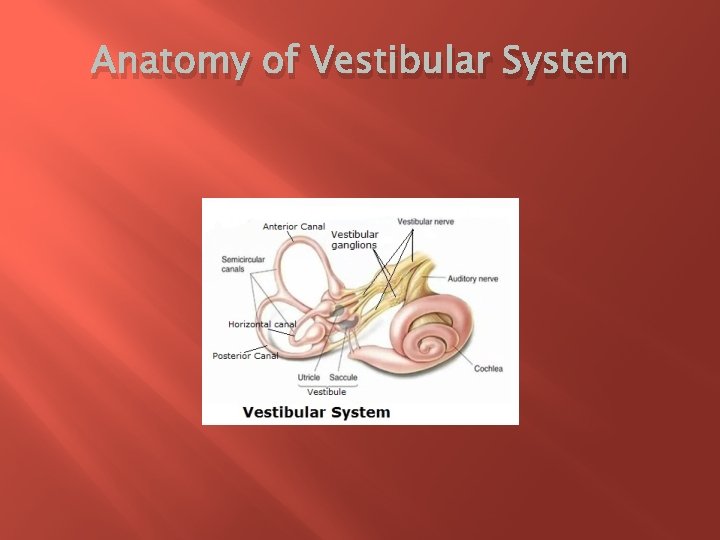 Anatomy of Vestibular System 