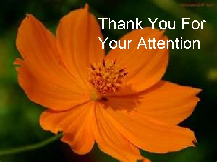 Thank You For Your Attention 