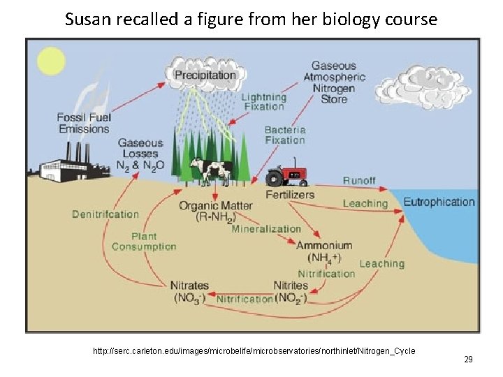 Susan recalled a figure from her biology course http: //serc. carleton. edu/images/microbelife/microbservatories/northinlet/Nitrogen_Cycle 29 