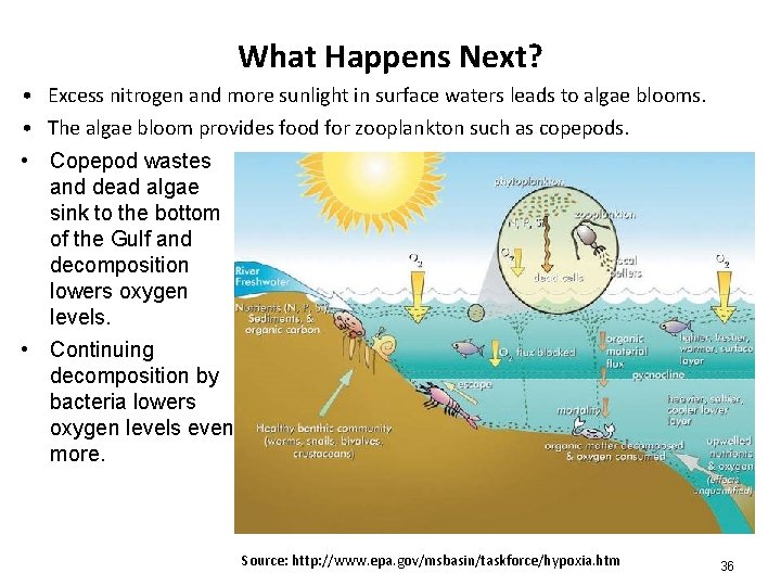 What Happens Next? • Excess nitrogen and more sunlight in surface waters leads to