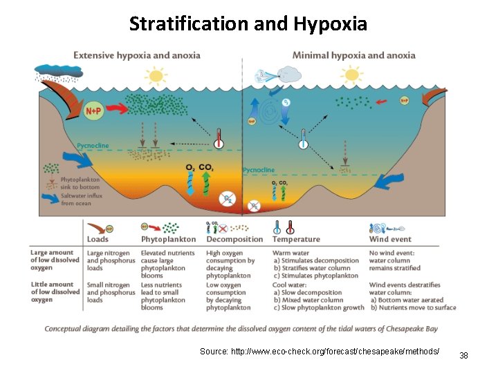 Stratification and Hypoxia Source: http: //www. eco-check. org/forecast/chesapeake/methods/ 38 