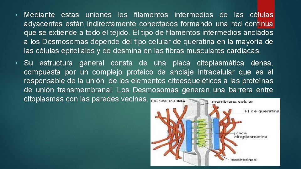  • Mediante estas uniones los filamentos intermedios de las células adyacentes están indirectamente