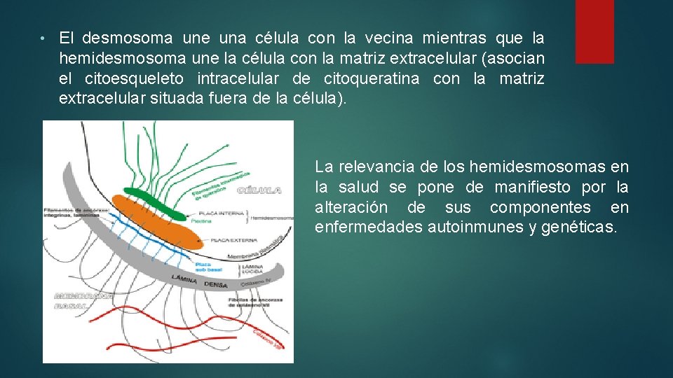  • El desmosoma une una célula con la vecina mientras que la hemidesmosoma