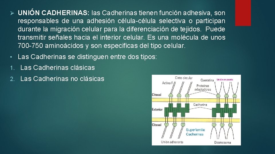 Ø UNIÓN CADHERINAS: las Cadherinas tienen función adhesiva, son responsables de una adhesión célula-célula