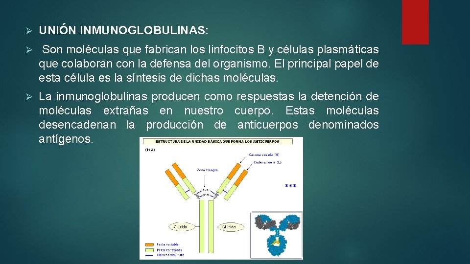 Ø UNIÓN INMUNOGLOBULINAS: Ø Son moléculas que fabrican los linfocitos B y células plasmáticas