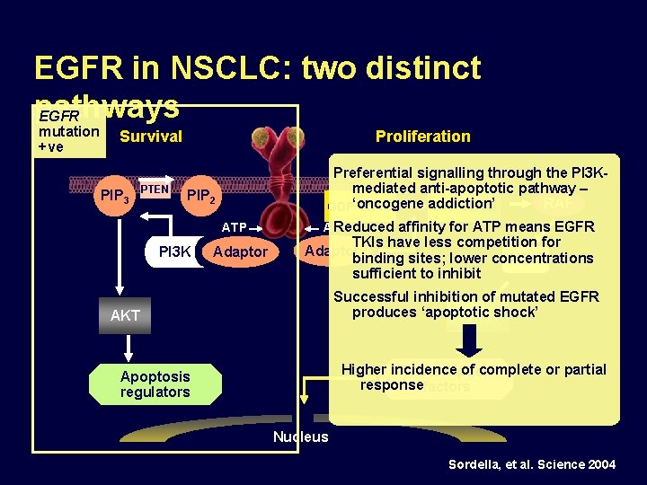 EGFR in NSCLC: two distinct pathways EGFR mutation +ve Proliferation Survival PIP 3 PTEN