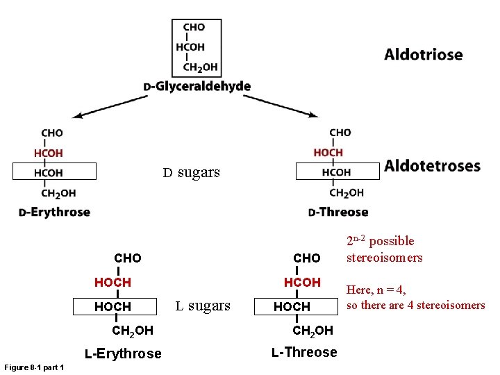 D sugars CHO HOCH CH 2 OH L-Erythrose Figure 8 -1 part 1 HCOH