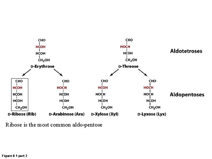 Ribose is the most common aldo-pentose Figure 8 -1 part 2 