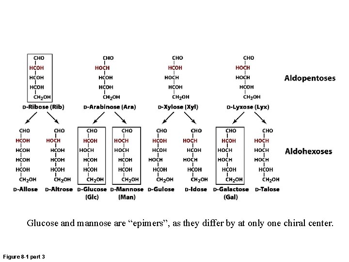 Glucose and mannose are “epimers”, as they differ by at only one chiral center.