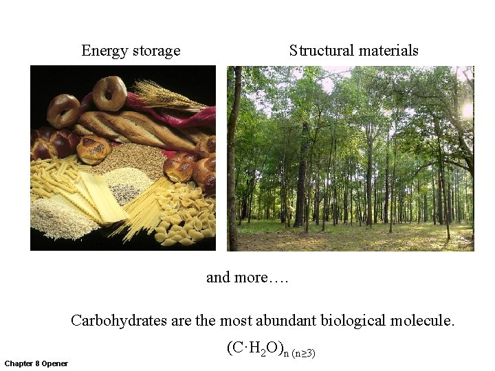 Energy storage Structural materials and more…. Carbohydrates are the most abundant biological molecule. (C·H