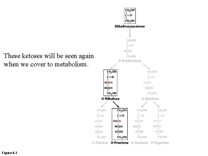 These ketoses will be seen again when we cover to metabolism. Figure 8 -2