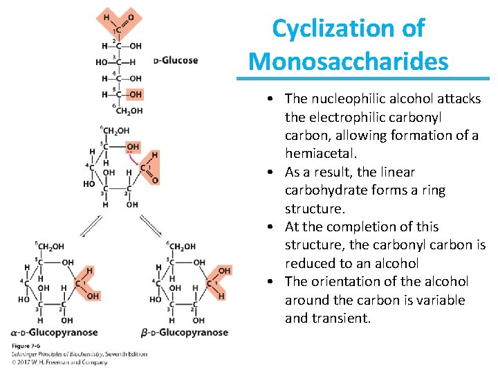 Cyclization of Monosaccharides • The nucleophilic alcohol attacks the electrophilic carbonyl carbon, allowing formation