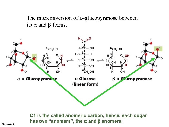 The interconversion of D-glucopyranose between its a and b forms. Figure 8 -4 C