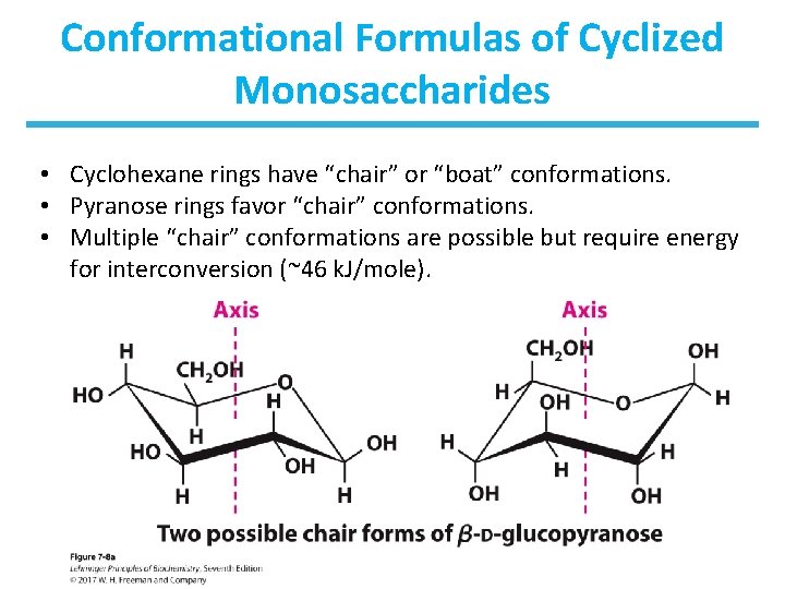 Conformational Formulas of Cyclized Monosaccharides • Cyclohexane rings have “chair” or “boat” conformations. •
