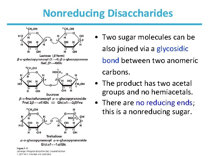 Nonreducing Disaccharides • Two sugar molecules can be also joined via a glycosidic bond