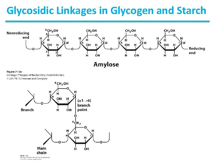 Glycosidic Linkages in Glycogen and Starch 