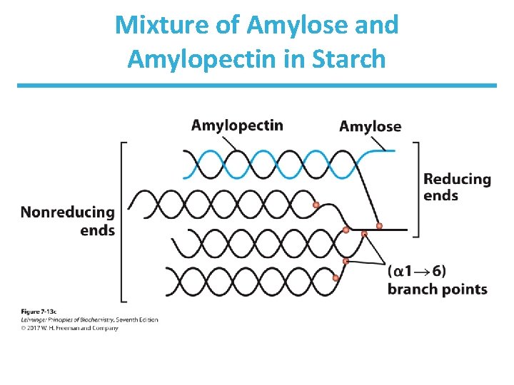 Mixture of Amylose and Amylopectin in Starch 