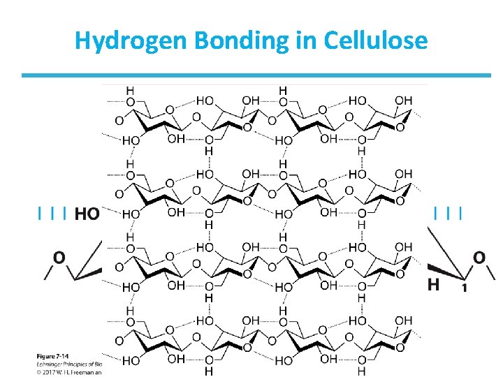 Hydrogen Bonding in Cellulose 