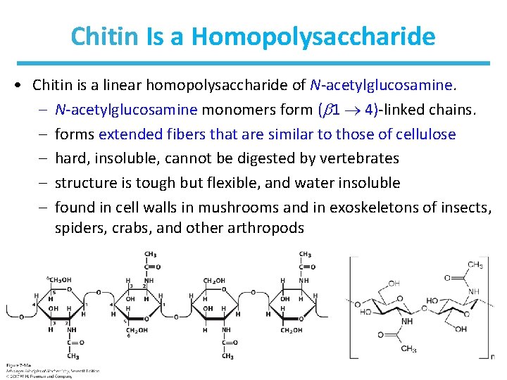 Chitin Is a Homopolysaccharide • Chitin is a linear homopolysaccharide of N-acetylglucosamine. – N-acetylglucosamine