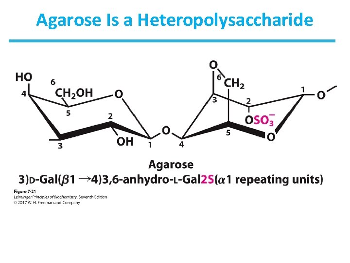 Agarose Is a Heteropolysaccharide 