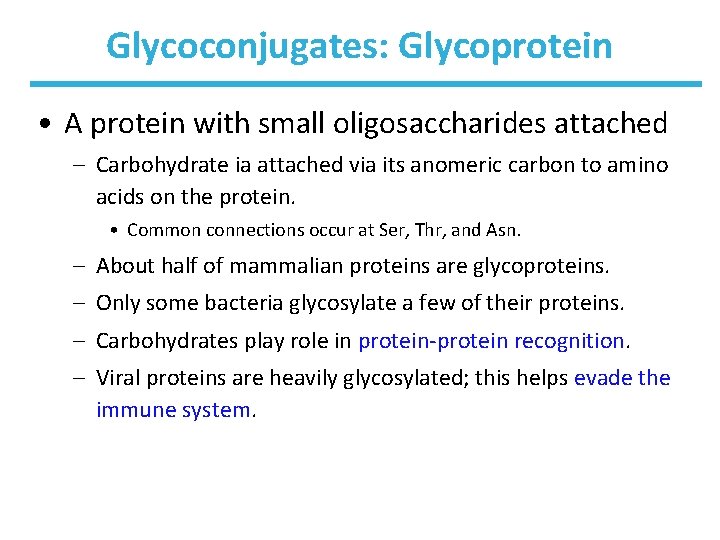 Glycoconjugates: Glycoprotein • A protein with small oligosaccharides attached – Carbohydrate ia attached via