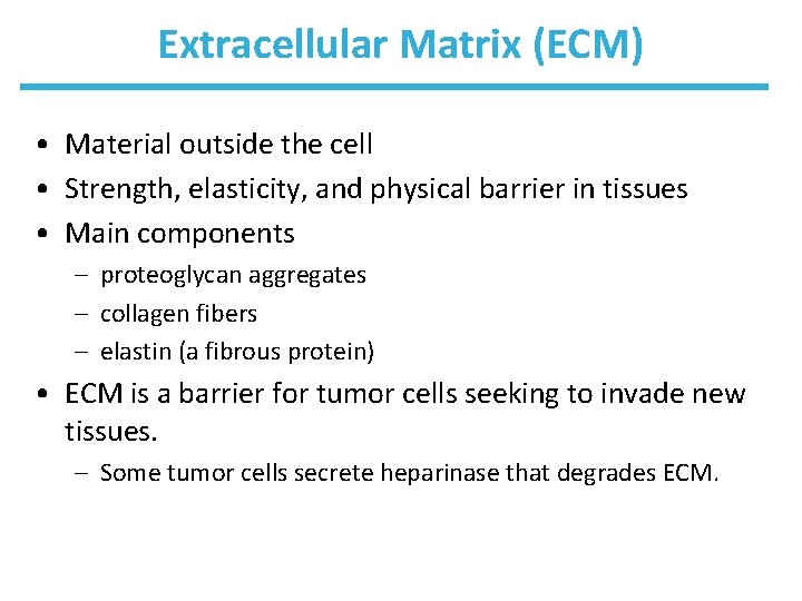 Extracellular Matrix (ECM) • Material outside the cell • Strength, elasticity, and physical barrier
