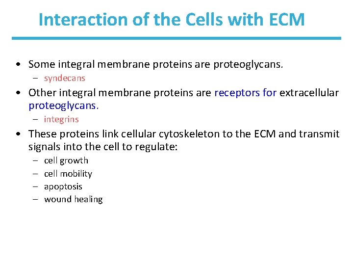 Interaction of the Cells with ECM • Some integral membrane proteins are proteoglycans. –