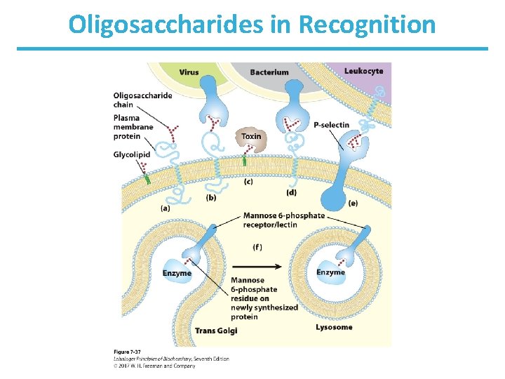Oligosaccharides in Recognition 