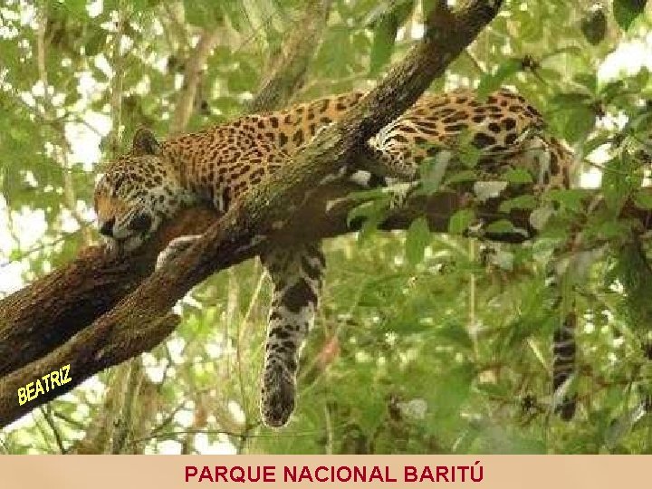 PARQUE NACIONAL BARITÚ 