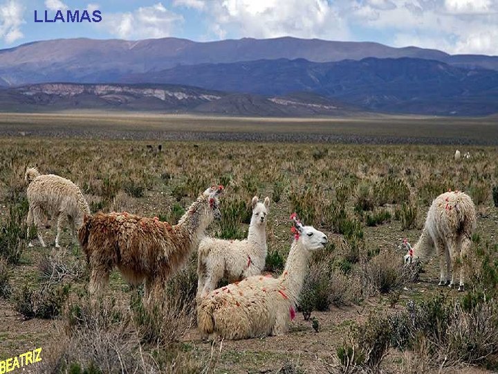 LLAMAS 