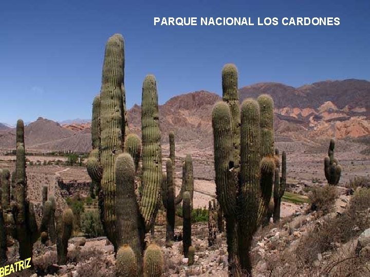 PARQUE NACIONAL LOS CARDONES 