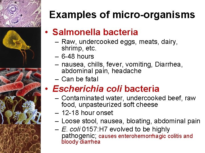Examples of micro-organisms • Salmonella bacteria – Raw, undercooked eggs, meats, dairy, shrimp, etc.
