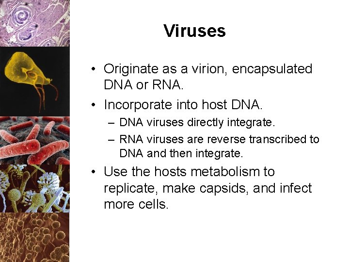 Viruses • Originate as a virion, encapsulated DNA or RNA. • Incorporate into host