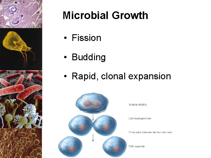 Microbial Growth • Fission • Budding • Rapid, clonal expansion 