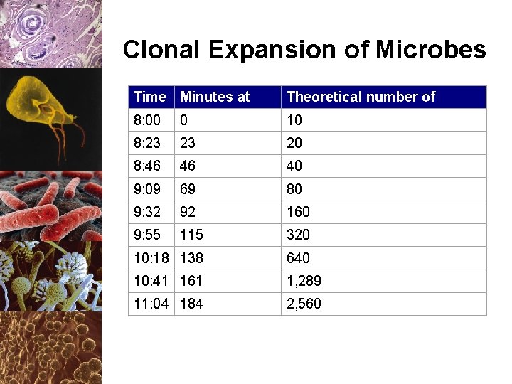 Clonal Expansion of Microbes Time Minutes at o 8: 00 97 0 F Theoretical
