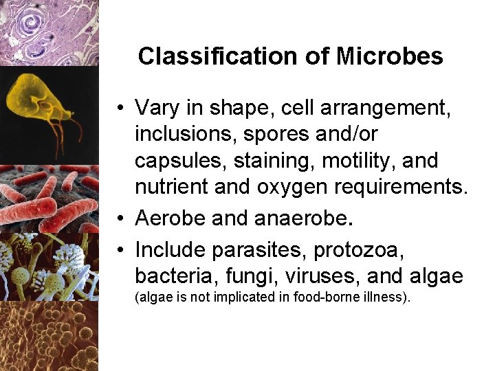 Classification of Microbes • Vary in shape, cell arrangement, inclusions, spores and/or capsules, staining,