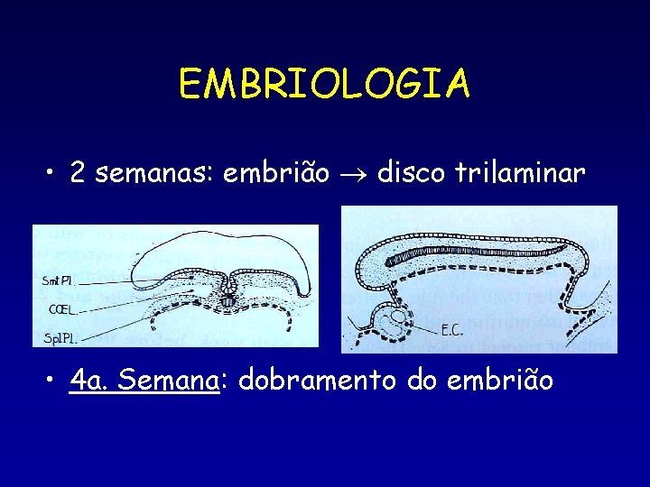 EMBRIOLOGIA • 2 semanas: embrião disco trilaminar • 4 a. Semana: dobramento do embrião