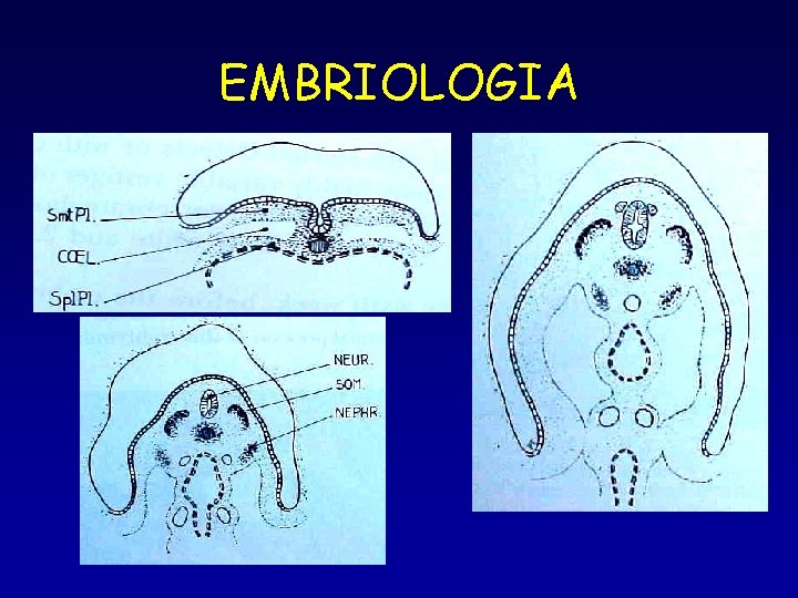 EMBRIOLOGIA 