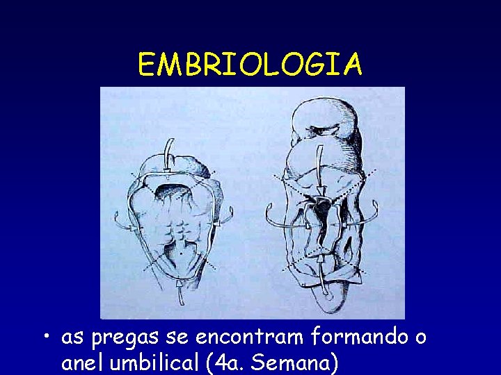 EMBRIOLOGIA • as pregas se encontram formando o anel umbilical (4 a. Semana) 