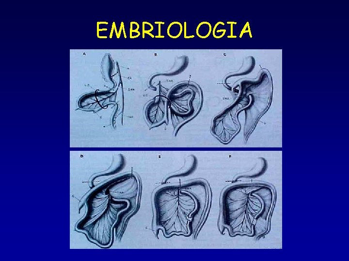 EMBRIOLOGIA 