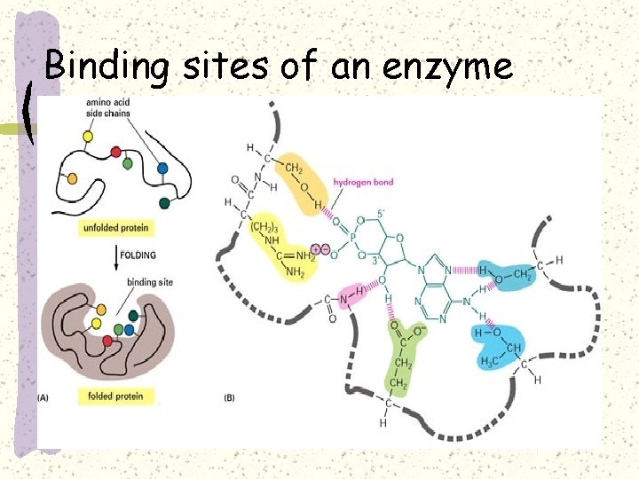 Binding sites of an enzyme 