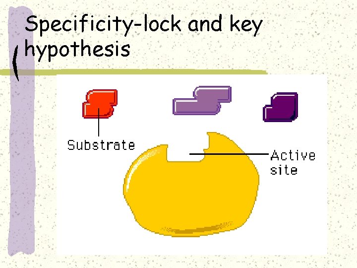 Specificity-lock and key hypothesis 