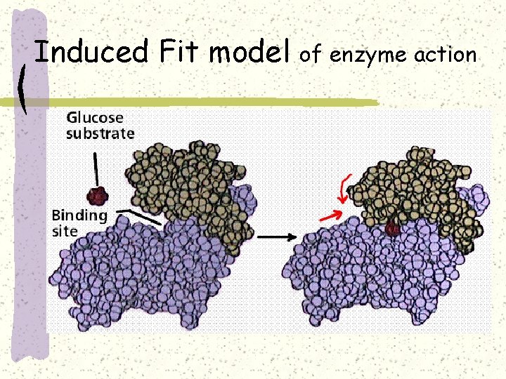 Induced Fit model of enzyme action 