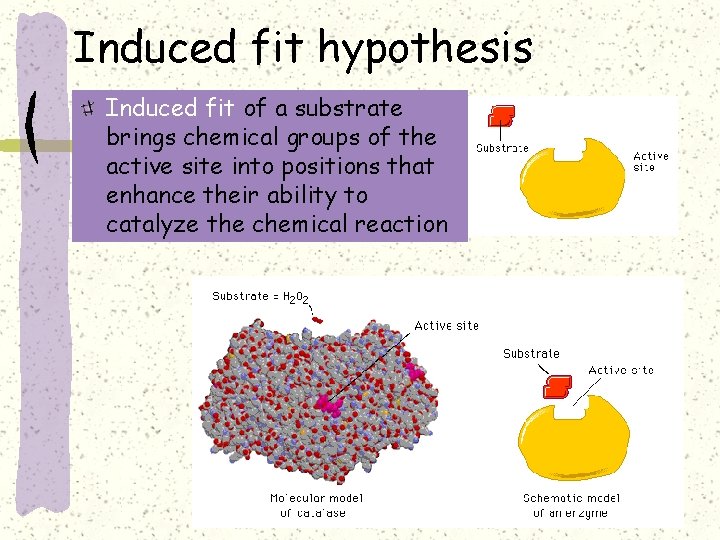 Induced fit hypothesis Induced fit of a substrate brings chemical groups of the active