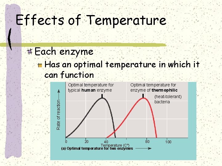 Effects of Temperature Each enzyme Has an optimal temperature in which it can function