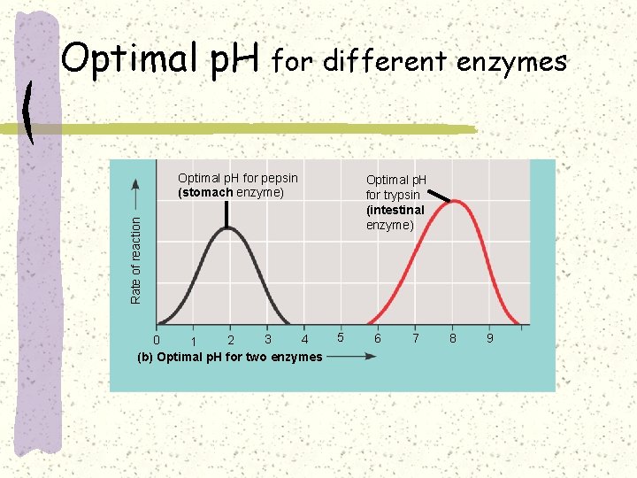 Optimal p. H for different enzymes Optimal p. H for pepsin (stomach enzyme) Rate