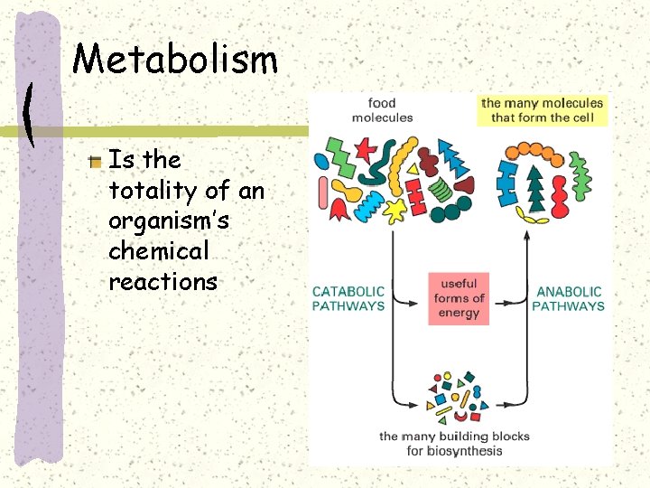 Metabolism Is the totality of an organism’s chemical reactions 