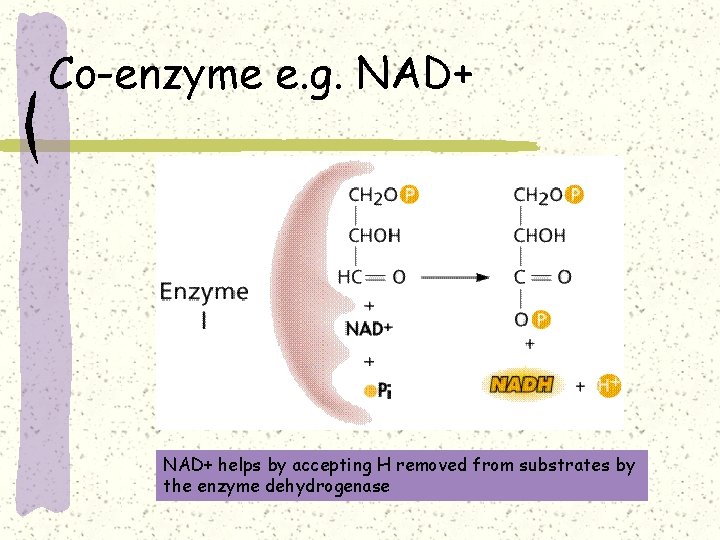 Co-enzyme e. g. NAD+ helps by accepting H removed from substrates by the enzyme