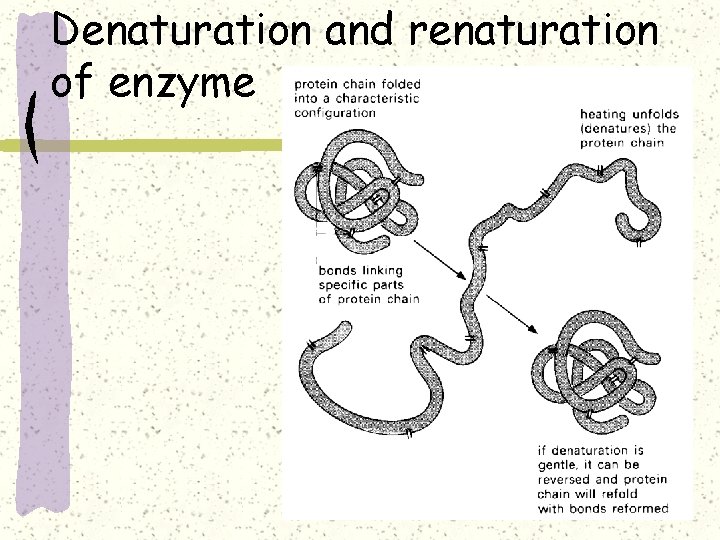 Denaturation and renaturation of enzyme 