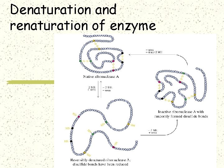 Denaturation and renaturation of enzyme 